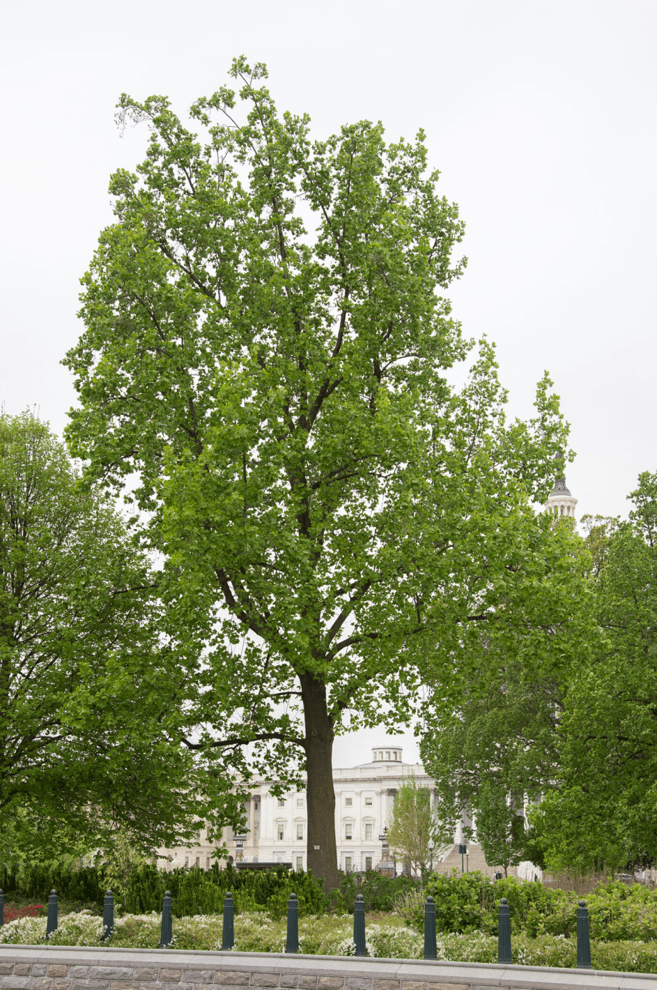 Liberty Tree Seedling